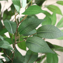 Primrue Adcock Faux Ficus Tree in Pot with White Planter C110129600 - Like New